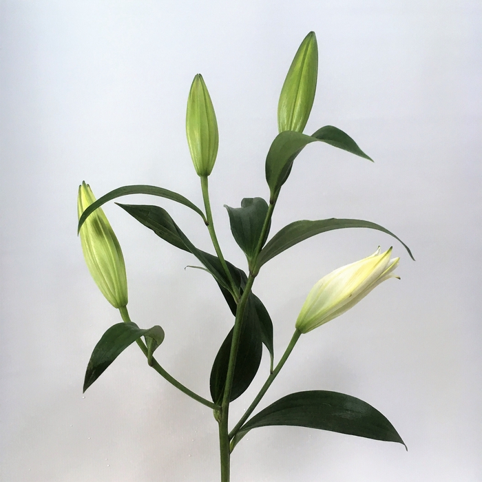 <h4>Lily Oriental - White</h4>