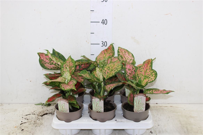 <h4>Aglaonema Spotted Star</h4>
