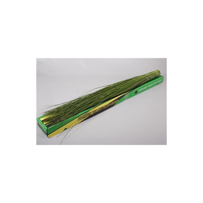 <h4>STEELGRASS 120CM</h4>