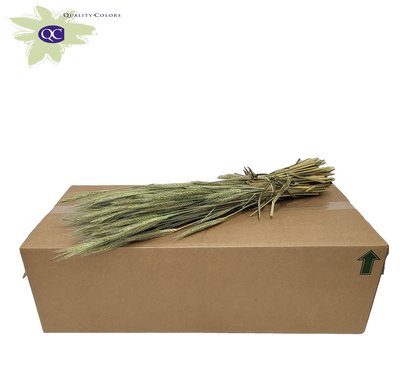 <h4>Triticale per bunch frosted mint green</h4>