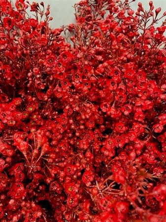 <h4>Waxflower Red + Glit</h4>