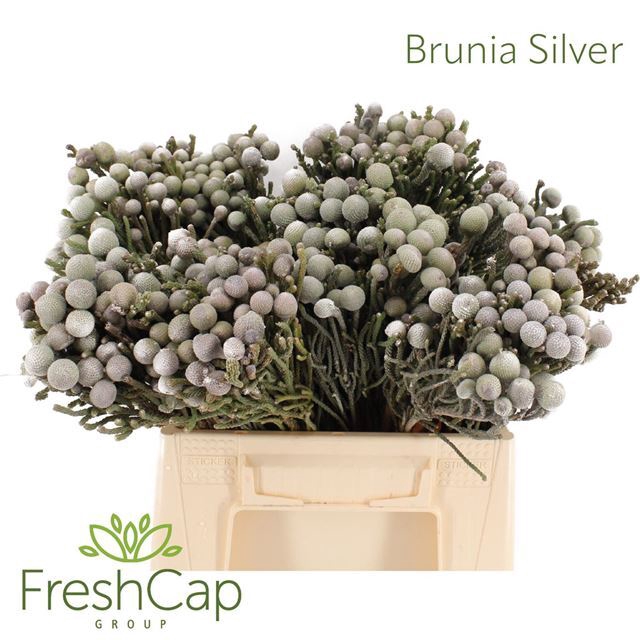 <h4>BRUN LAEVIS</h4>