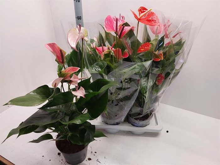 <h4>Anthurium Andreanum Grp gemengd</h4>