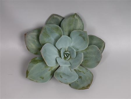<h4>Echeveria lauii hybride cutflower</h4>