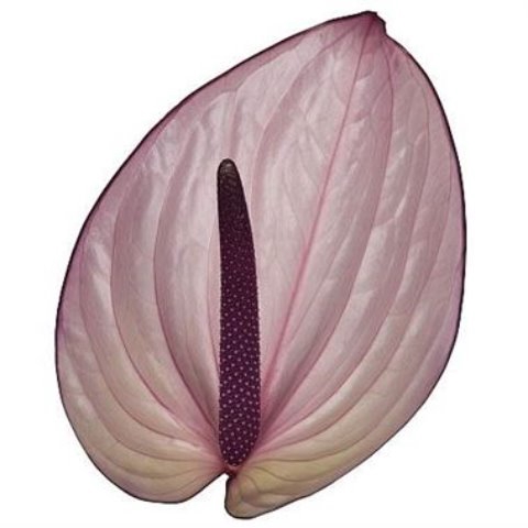<h4>Anthurium bellanca</h4>