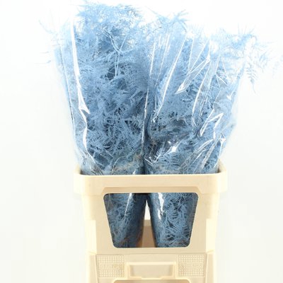 <h4>Leaf asparagus paint blue light</h4>