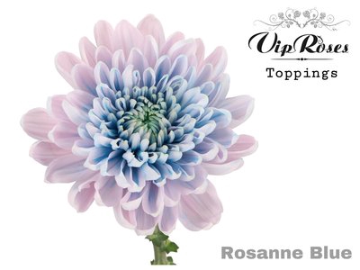 <h4>Chrys bl paint rosanne blue</h4>