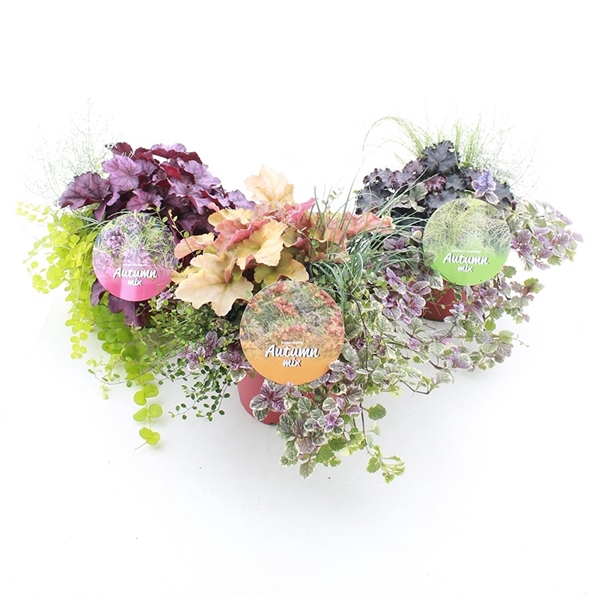 <h4>Autumn (Herfst) mix P23</h4>