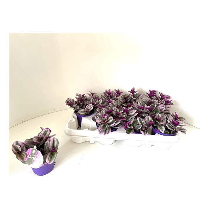 <h4>Tradescantia albiflora Nanouk 7Ø 7cm</h4>