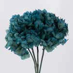 <h4>Hydrangea / Hortensia Blue Natural HRT/0610</h4>
