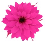 <h4>Dahlia pin-07</h4>