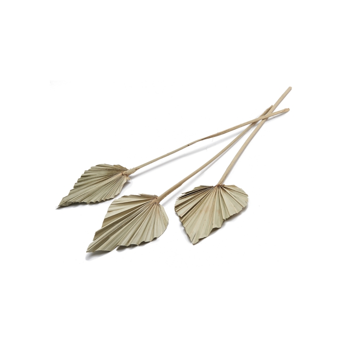 <h4>DRIED FLOWERS - PALM SPEAR NATURAL 10PCS</h4>