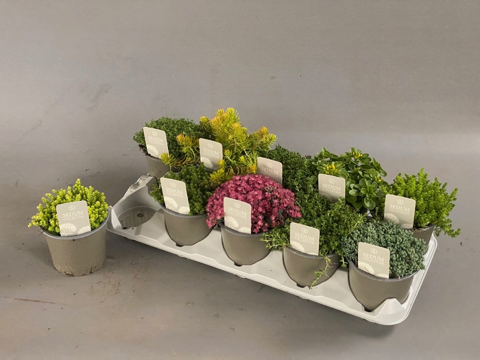 <h4>SEDUM GEM</h4>