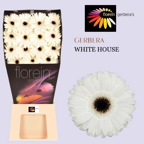 <h4>Gerbera diamond white house</h4>