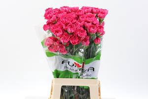 <h4>Dianthus st oviedo</h4>