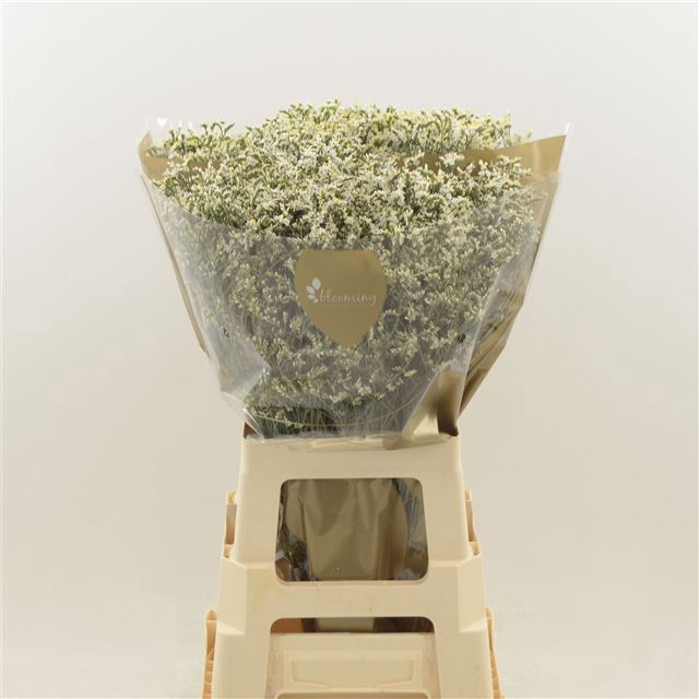 <h4>LIM SIN CHINA WHITE</h4>
