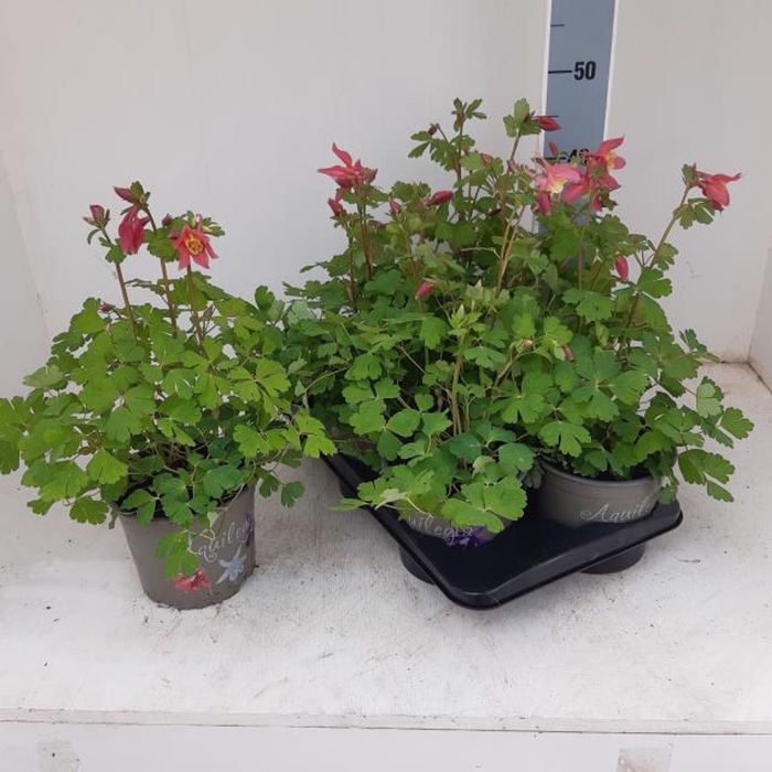 <h4>Aquilegia caerulea</h4>