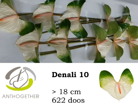 <h4>Anthurium denali</h4>