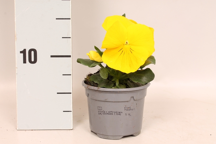 <h4>Viola wittrockiana F1 Yellow</h4>