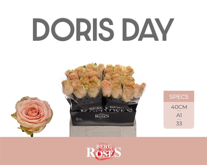 <h4>R GR Doris Day</h4>