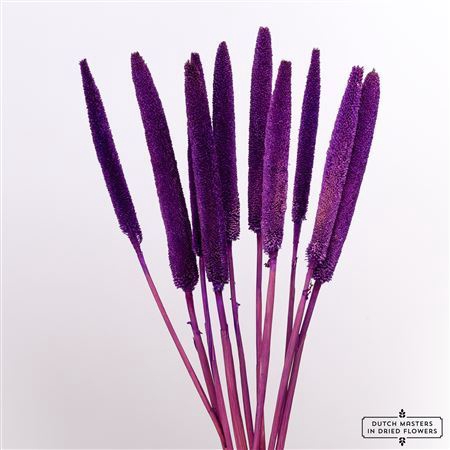 <h4>Dried Babala 10pc Purple Bunch</h4>