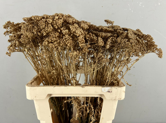 <h4>Df Achillea Paint Bs Ant. Gold</h4>