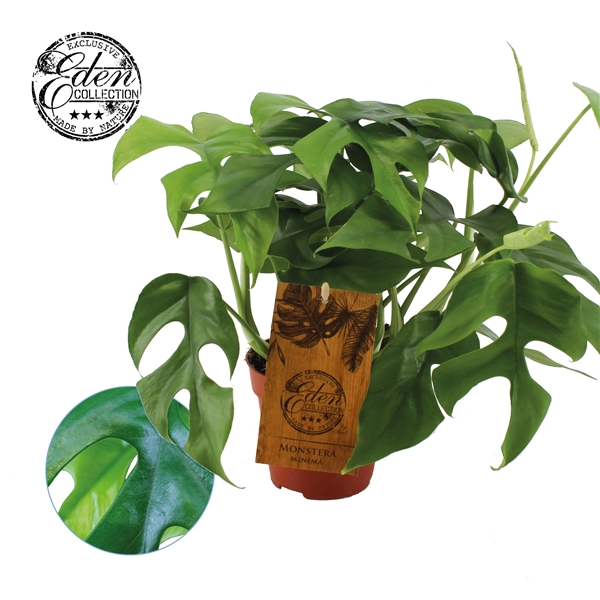 <h4>Monstera Minima 12cm</h4>