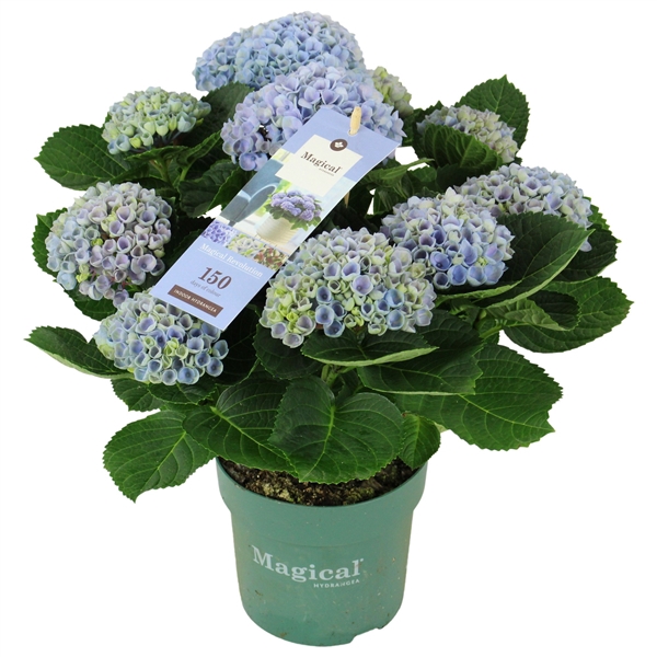<h4>Hydrangea Magical Revolution ® blue 9/10 flowers</h4>