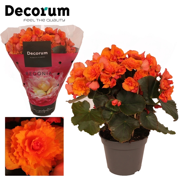 <h4>Begonia Lavina 13 cm Oranje NEW</h4>