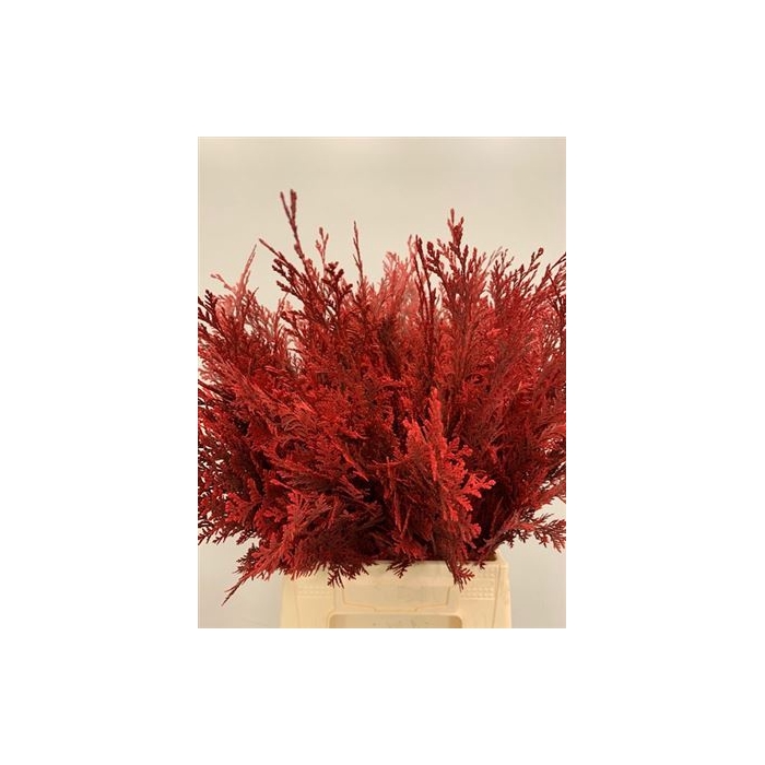 <h4>Coniferen Red</h4>