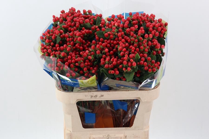 <h4>Hyp Pacific Red Spray 80cm</h4>