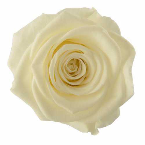 Rose Ines Pastel Yellow