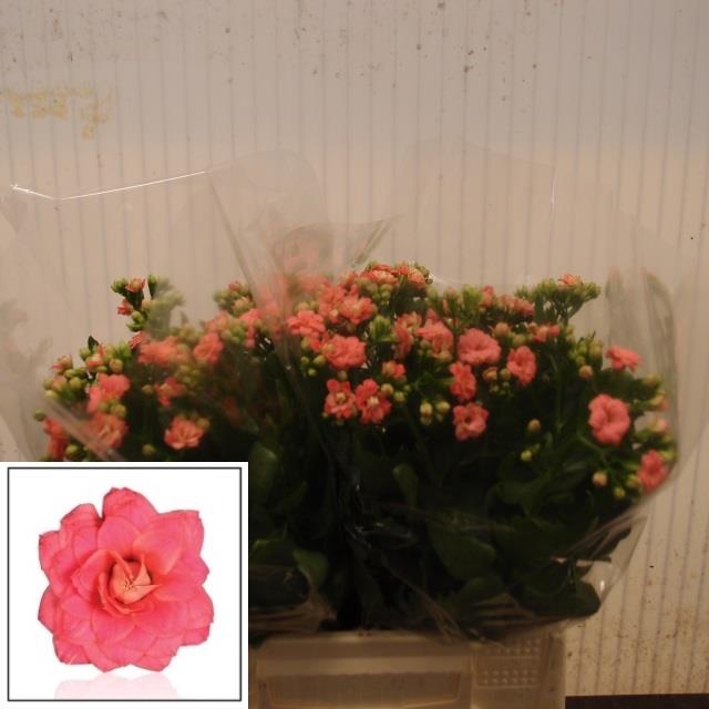 <h4>Kalanchoe diamond cherry</h4>