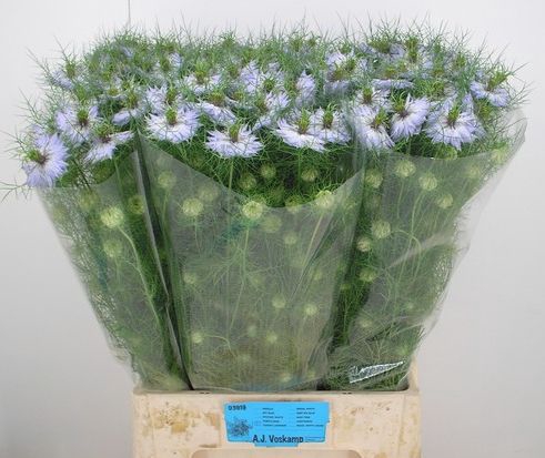 <h4>Nigella cloudy lavender</h4>
