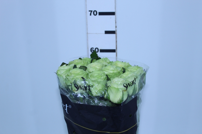 Holambelo - Loja Gran Flora