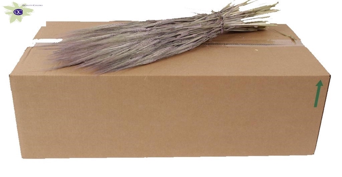 <h4>Hordeum per bunch frosted milka</h4>