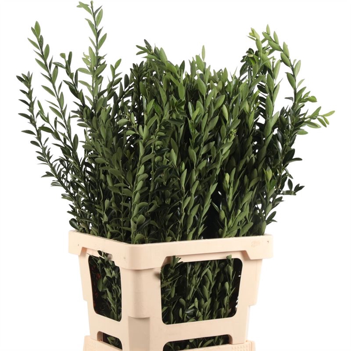 <h4>Euonymus Fijn</h4>