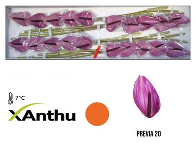 <h4>Anthurium previa</h4>