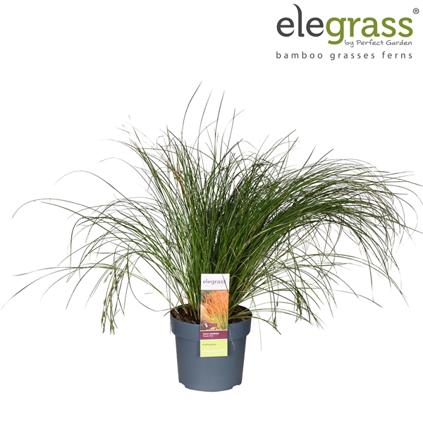 <h4>Carex testacea 'Prairie Fire' P19</h4>