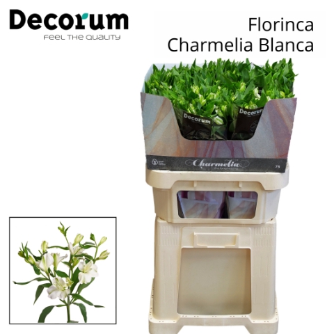 ALST FL CHARME BLANCA 75cm.