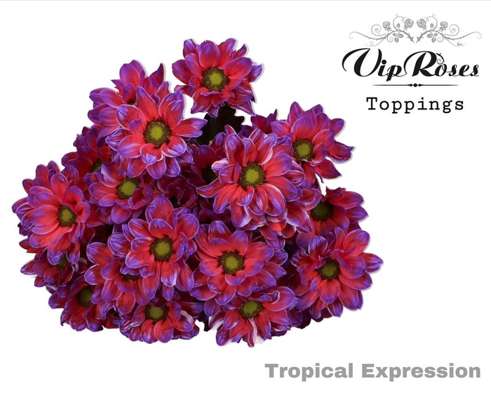 <h4>Chrys sp paint tropical expression</h4>