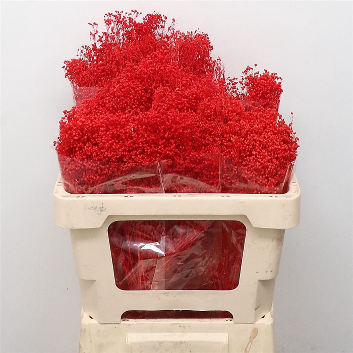 <h4>Dried Broom Bloom Red</h4>