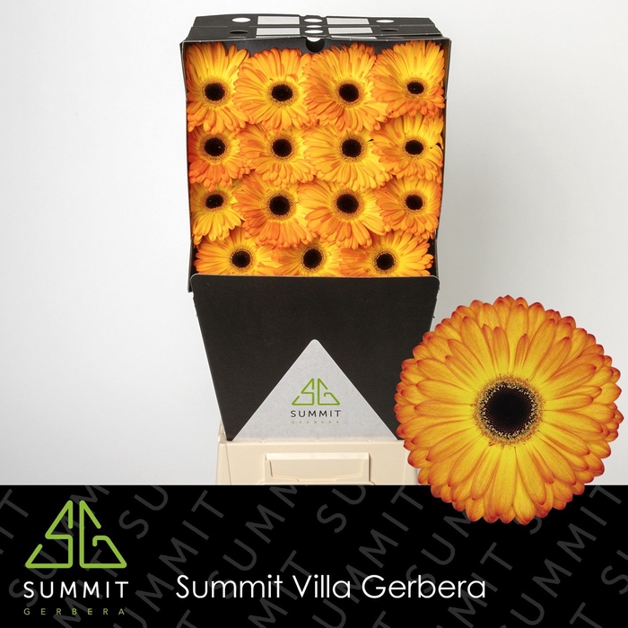 <h4>Gerbera Catwalk Diamond</h4>
