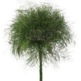 <h4>Leaf treefern per bunch (asparagus virgatus)</h4>