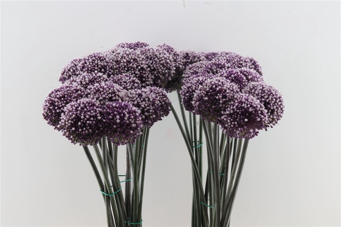 <h4>Allium Summer Drummer 90cm</h4>