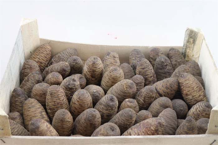 <h4>Pinea Ceder Brown</h4>