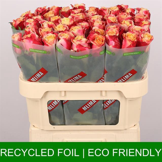 <h4>Rosa la 3D</h4>