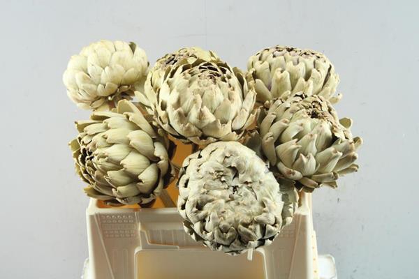 <h4>Droog Artesjok Kort L35</h4>