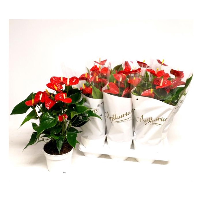 <h4>Anthurium Red Champion 17Ø 60cm 6fl</h4>