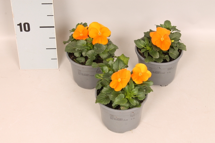 <h4>Viola cornuta F1 Orange</h4>